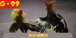 Đá Gà Thomo C1 - Go99 Giới Thiệu Hình Thức Cá Cược Số 1