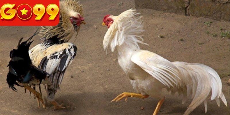 Bí quyết ăn thưởng từ Thomo C1