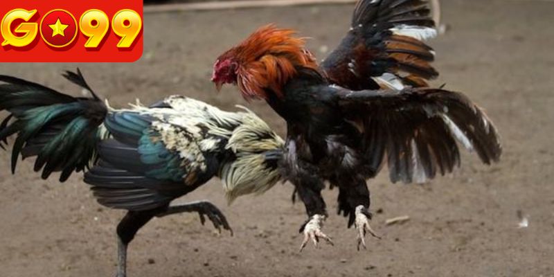 Đặc điểm của hình thức chọi gà C1